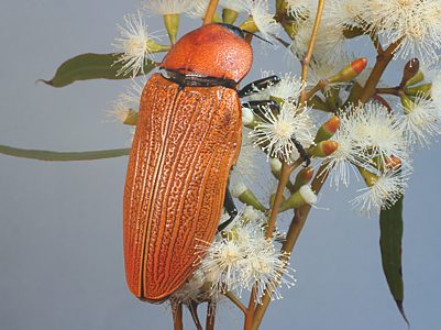 Temognatha heros, PL1344, male, on Eucalyptus leptophylla, SE, 45.3 × 16.9 mm